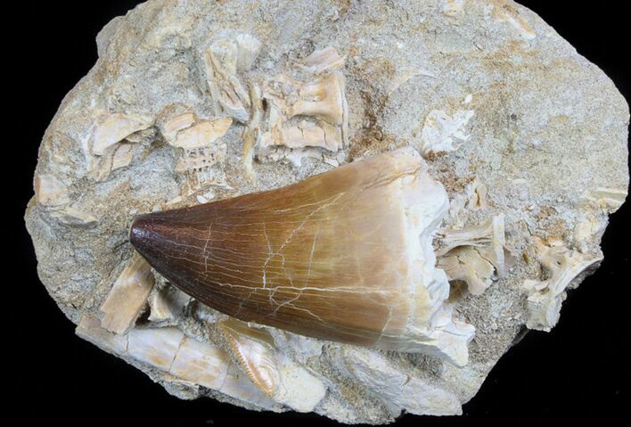 Mosasaur Tooth With Fossil Shark Tooth & Vertebrae #77979